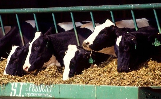 Cattle Feed Information Guide for Beginners