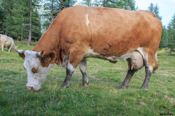 Cattle Feed Information Guide for Beginners