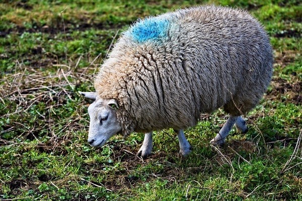 Sheep Feed Basic Information for Beginners