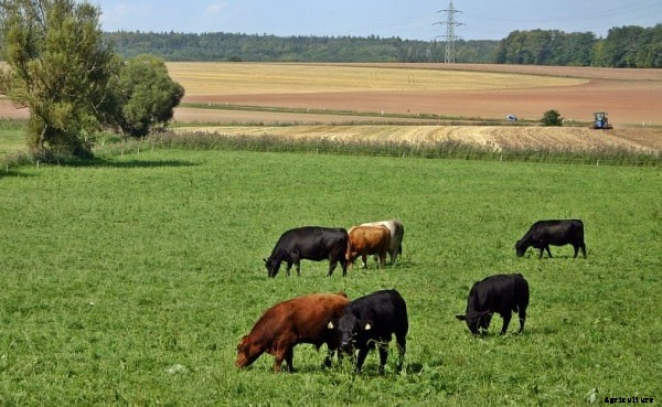 Angus Cattle Facts, Characteristics, and Profile