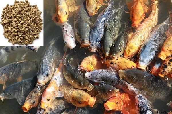 Fish Feed Preparation At Home, Fish Feeding Methods