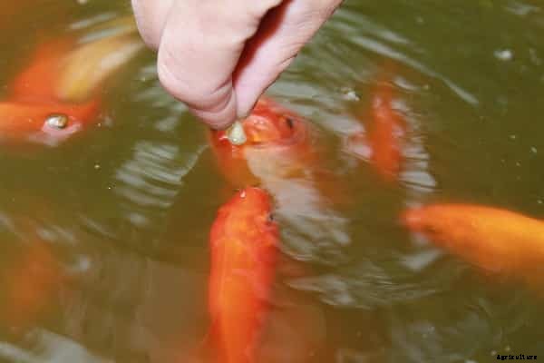 Fish Feed Preparation At Home, Fish Feeding Methods