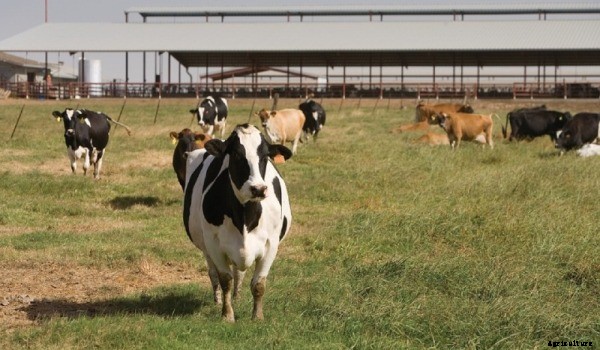 Organic Dairy Farming Facts, Business Plan Guide