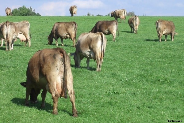 Organic Dairy Farming Facts, Business Plan Guide