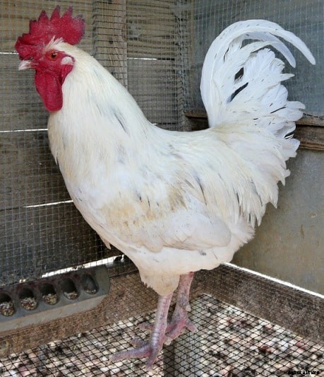Leghorn Chicken Facts, Profile, and Characteristics