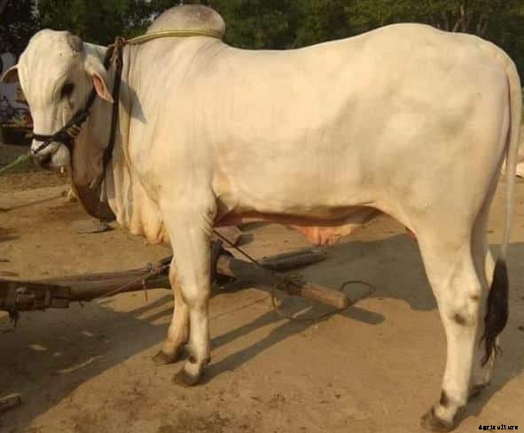 Ongole Cattle Features and, Characteristics