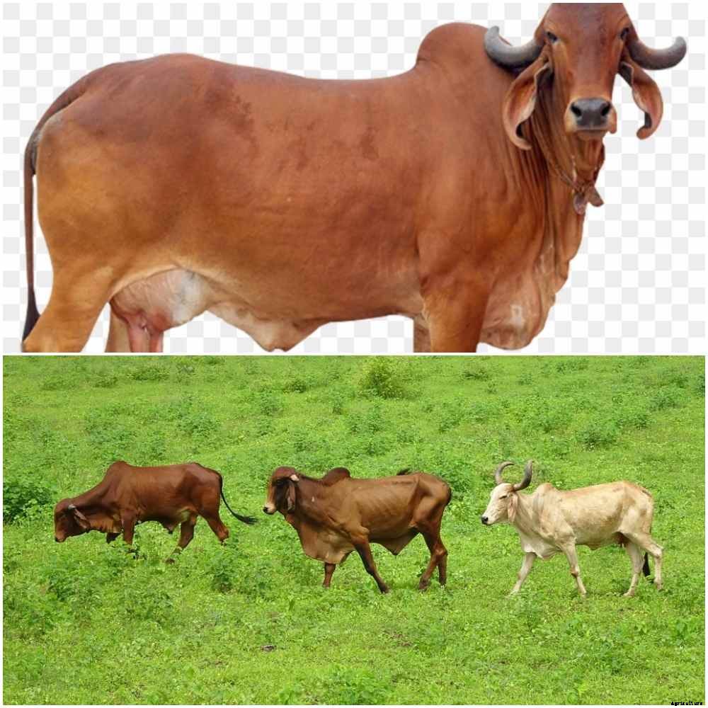 Gir Cow Milk Per Day, Gir Cow Price, Gir Cow Facts