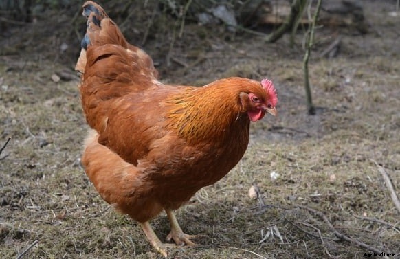 New Hampshire Chicken Facts, Characteristics, Profile