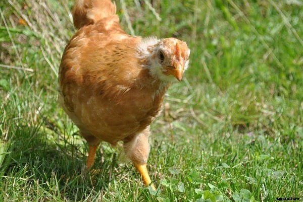 New Hampshire Chicken Facts, Characteristics, Profile