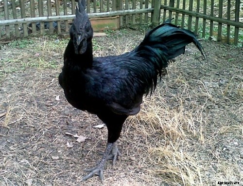 Ayam Cemani Chicken Breed Profile, Characteristics
