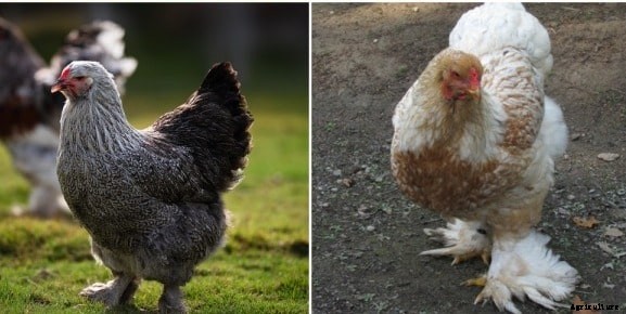 Brahma Chicken Breed Profile, Characteristics