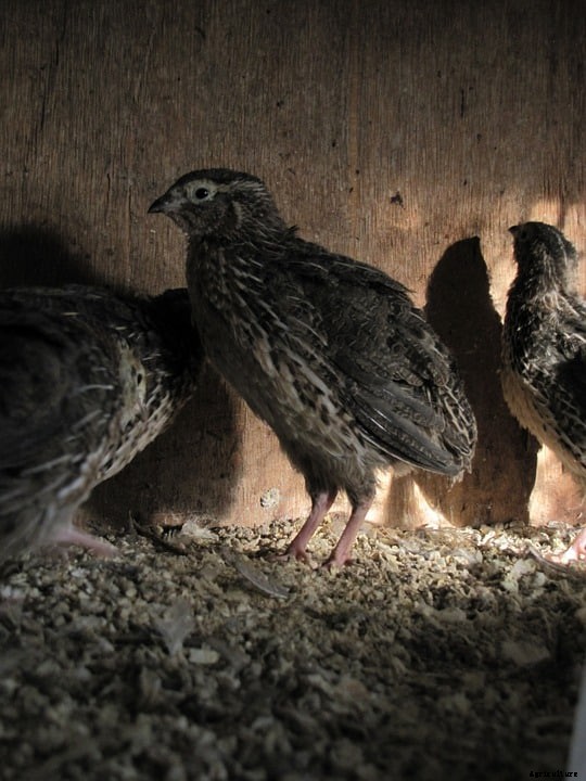 Quail Farming Business Plan – A Beginners Guide