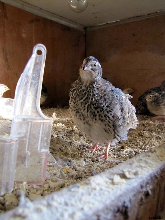 Quail Farming Business Plan – A Beginners Guide