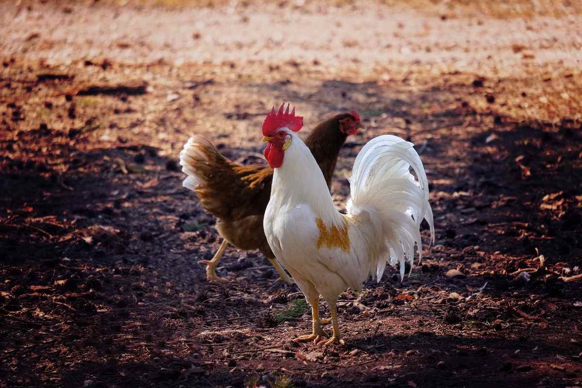 Poultry Diseases, Causes, Symptoms, and Control