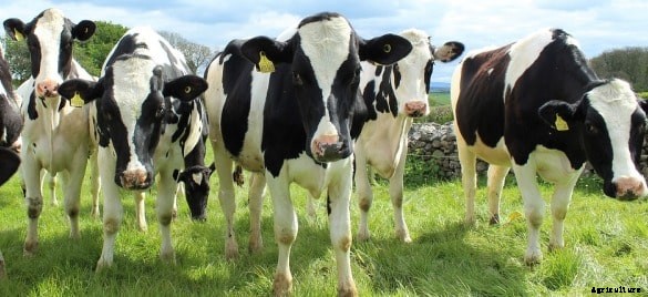HF Cow Farming (Holstein Friesians), and Breed Profile