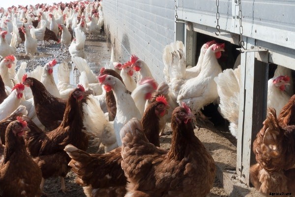 Organic Poultry Farming, Raising Methods For Beginners