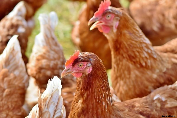 Organic Poultry Farming, Raising Methods For Beginners