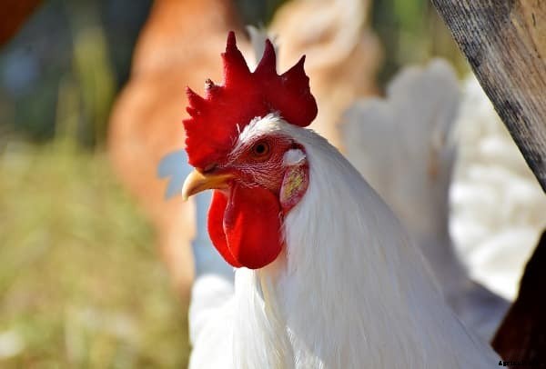 Organic Poultry Farming, Raising Methods For Beginners