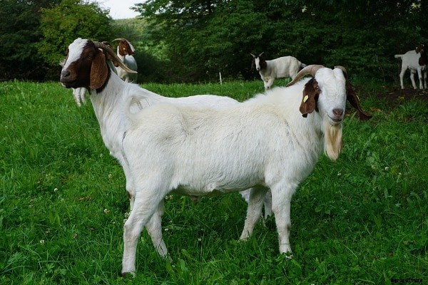 Frequently Asked Questions About Goat Farming (FAQs)