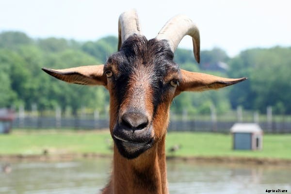 Frequently Asked Questions About Goat Farming (FAQs)