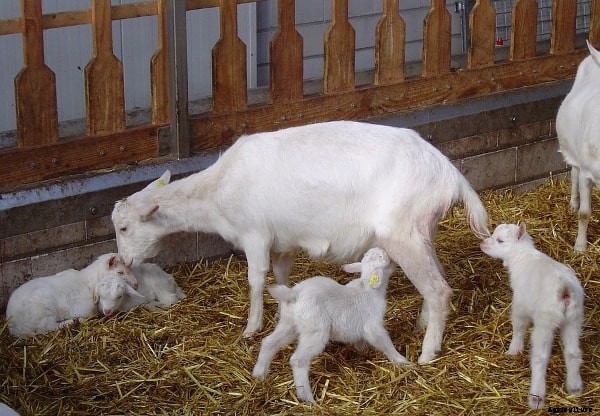 Frequently Asked Questions About Goat Farming (FAQs)