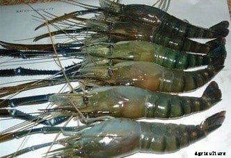 Prawn Farming Project Report, Cost, Profits Guide