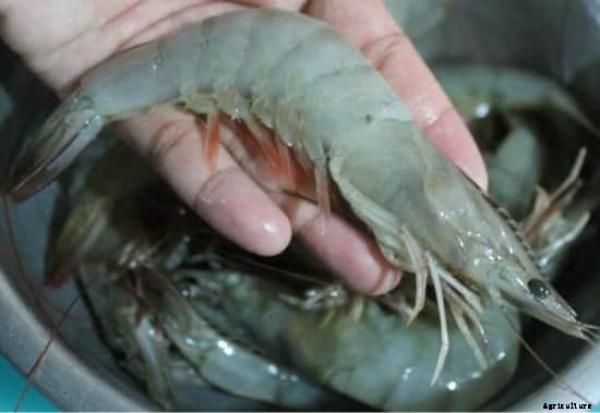 Prawn Farming Project Report, Cost, Profits Guide