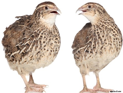 Quail Farming Project Report, Cost and Profit Analysis