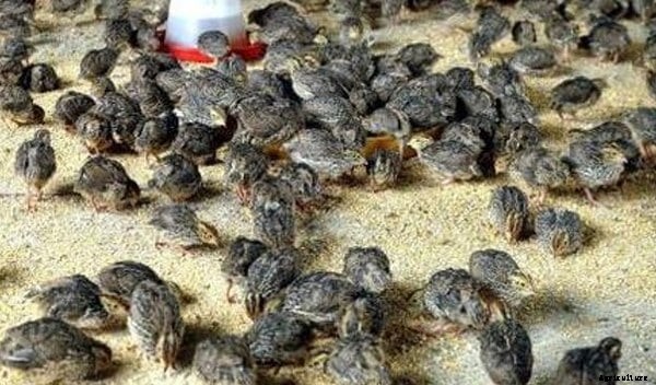 Quail Farming Project Report, Cost and Profit Analysis