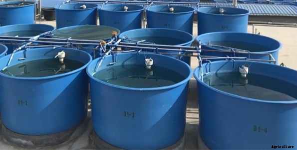 RAS Fish Farming (Recirculating Aquaculture System)