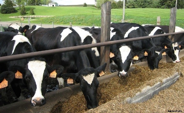 Dairy Farming FAQ Information For Beginners