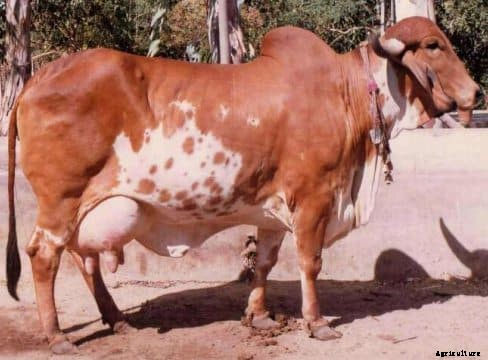 Dairy Farming FAQ Information For Beginners