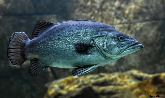 Fish Farming FAQ Information For Beginners