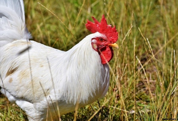 Broiler Chicken Farming Project Report, Cost, Profit Analysis