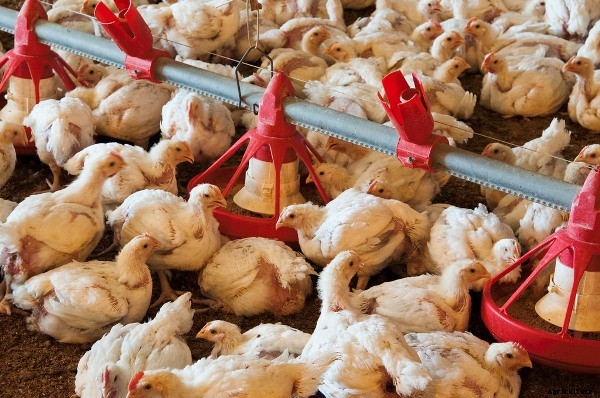 Broiler Chicken Farming Project Report, Cost, Profit Analysis