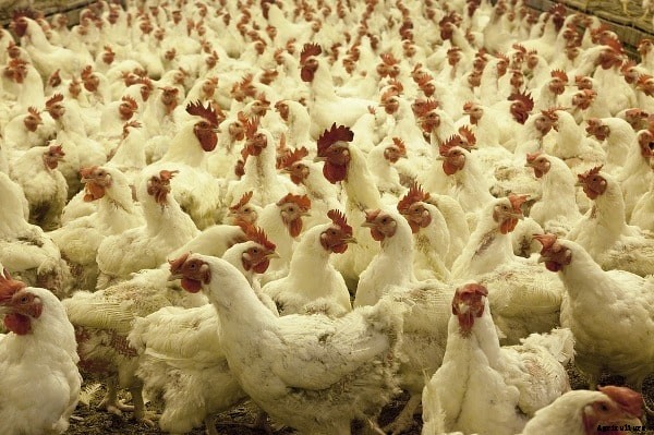 Broiler Chicken Farming Project Report, Cost, Profit Analysis