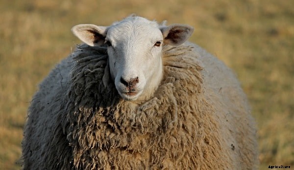 Sheep Farming Questions and Answers For Beginners