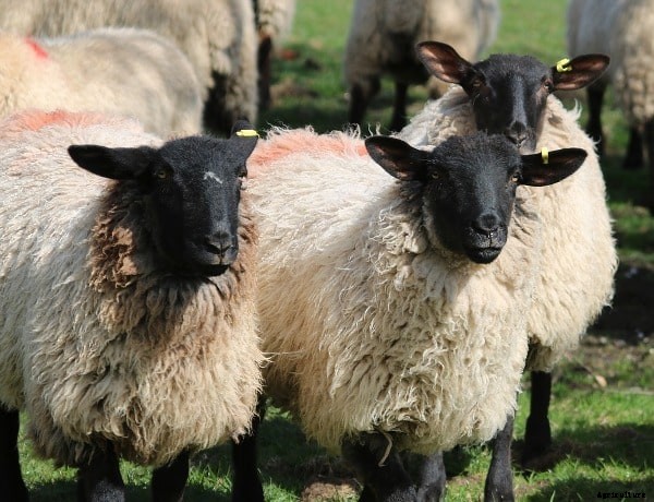 Sheep Farming Questions and Answers For Beginners