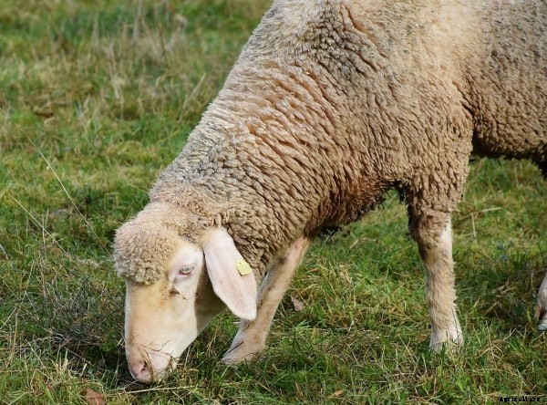 Sheep Farming Questions and Answers For Beginners