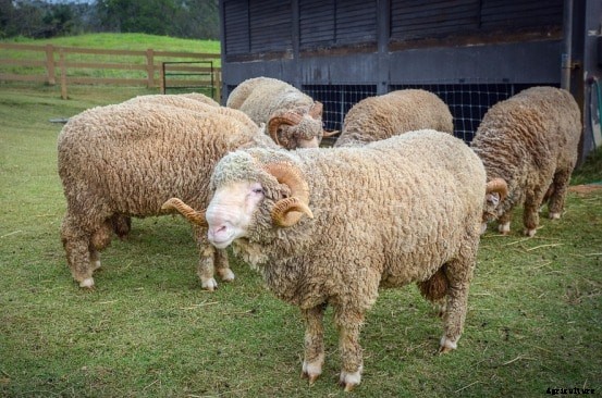 Sheep Farming Questions and Answers For Beginners