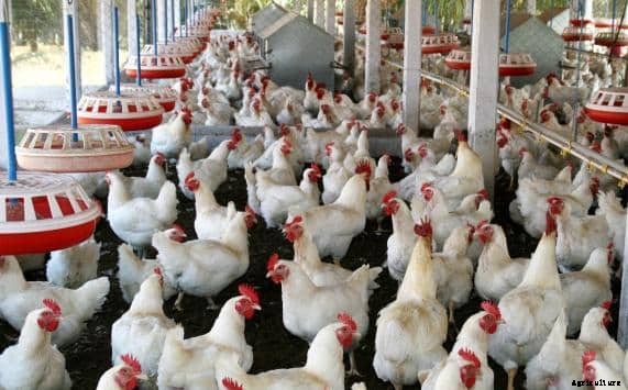Poultry Shed Design and Construction Plan Information