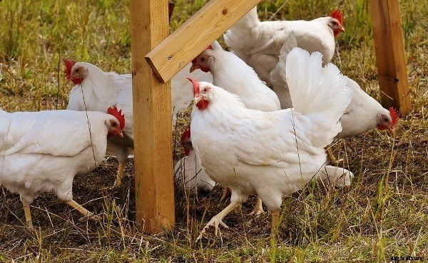 Poultry Questions And Answers For Beginners