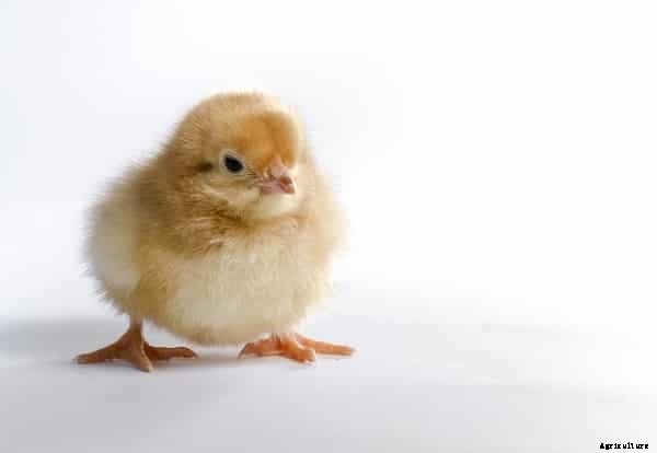 Poultry Questions And Answers For Beginners