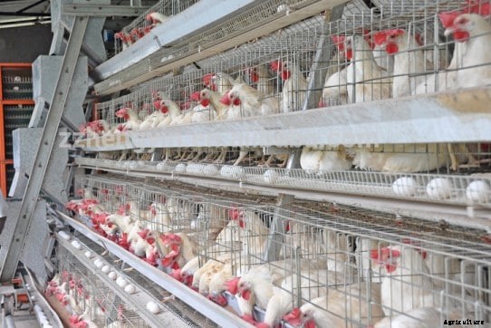 Poultry Questions And Answers For Beginners