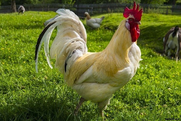 Poultry Questions And Answers For Beginners