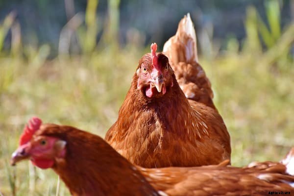 Poultry Questions And Answers For Beginners
