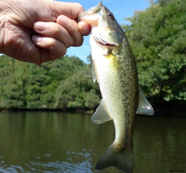 Fish Pond Design and Construction Plan For Beginners