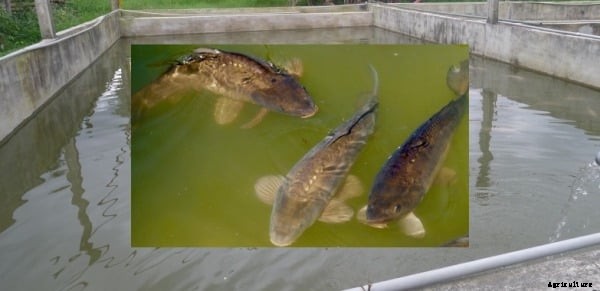 Fish Pond Design and Construction Plan For Beginners