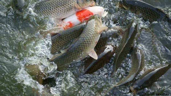 Fish Pond Design and Construction Plan For Beginners