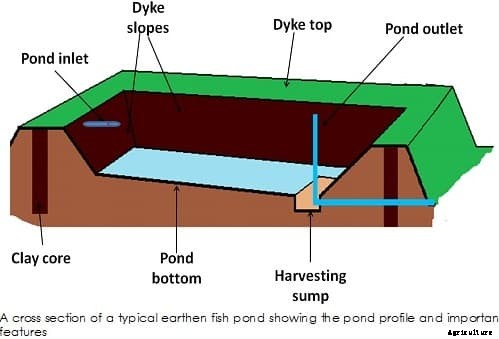 Fish Farming Business Plan For Beginners
